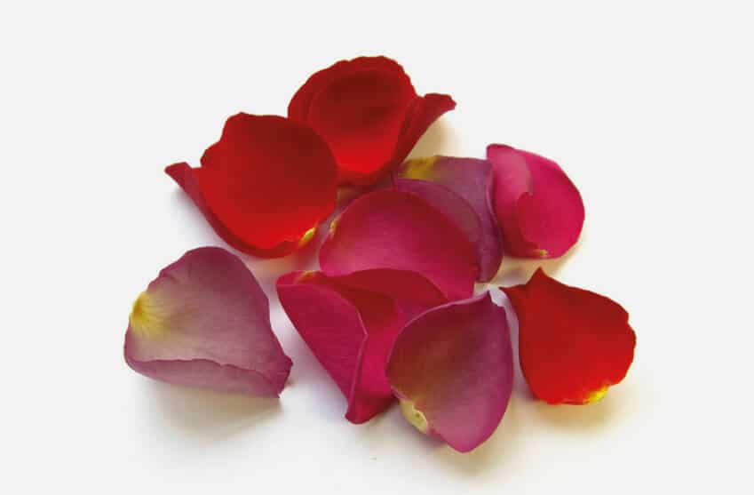 Rose petals for scattering at a funeral or wedding