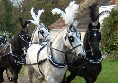 funeral horses